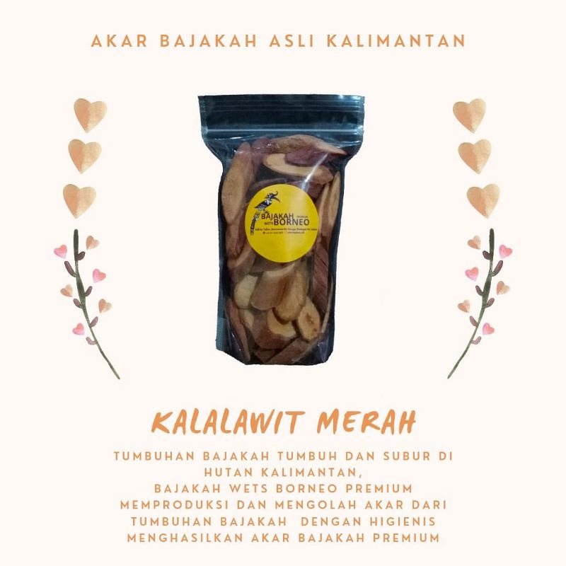 

AKAR BAJAKAH ASLI KALIMANTAN ( KALALAWIT MERAH)