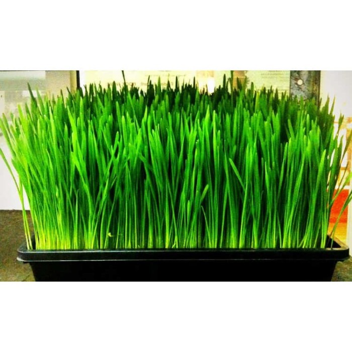 Tray semai padi tray semai microgreen wheat grass size L 5387H