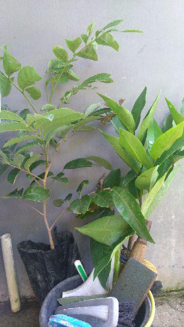 Bibit Buah Jambu Air Kingrose Supermurah