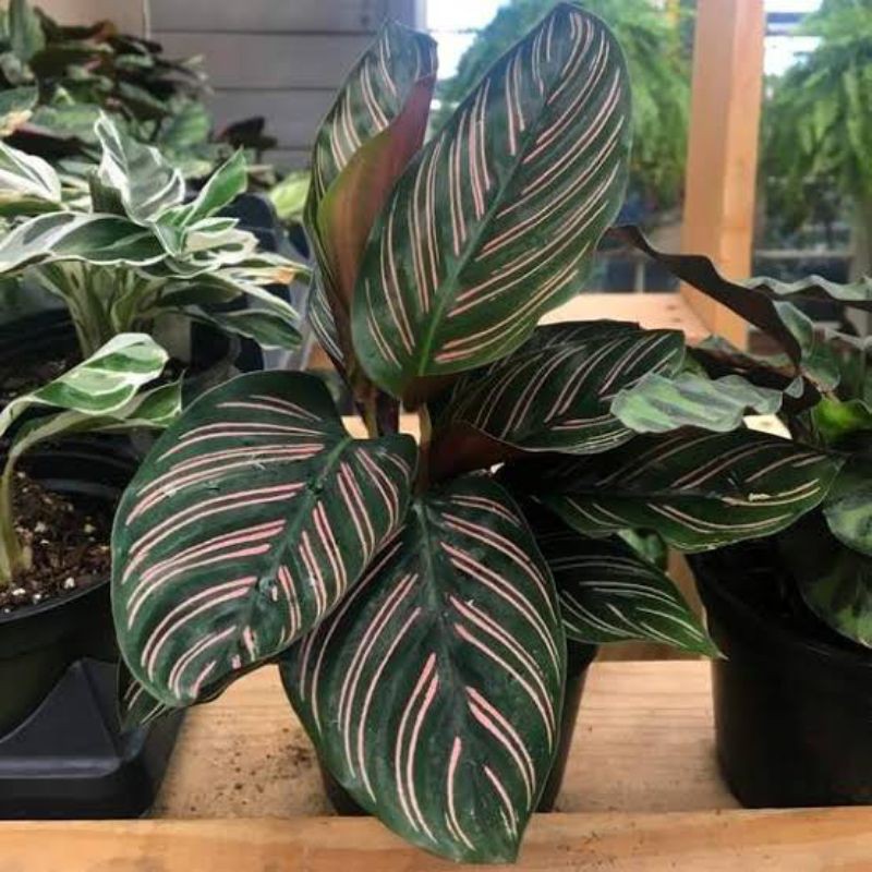 tanaman hias calathea ornata pink strip /pohon hias calathea ornata