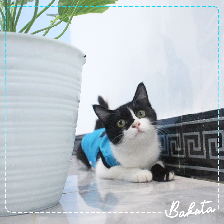 Baju Ucansee Kucing dan Anjing Sablon Universe Cat Baju Kucing Termurah Shopee Grade A size S-XL