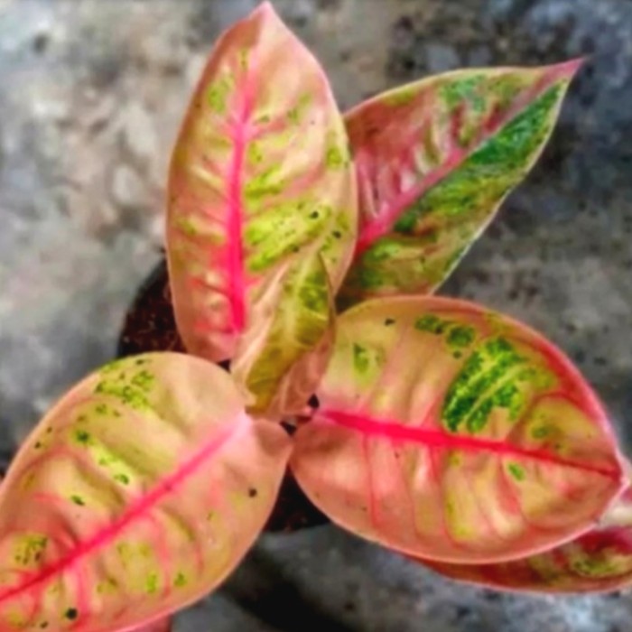 Tanaman hias aglonema goliath - bonggol aglonema goliath