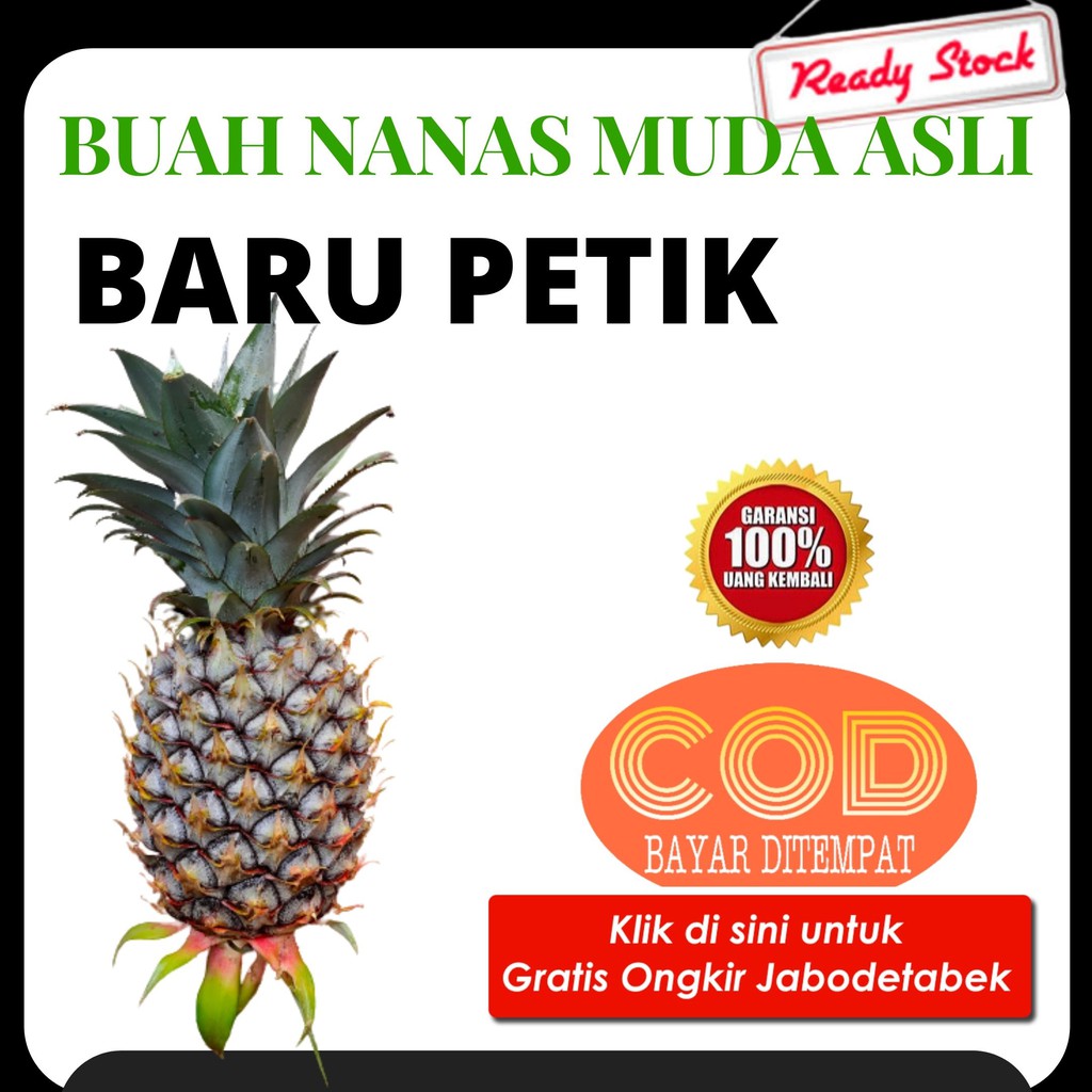 

nanas muda segar langsung petik dari kebun