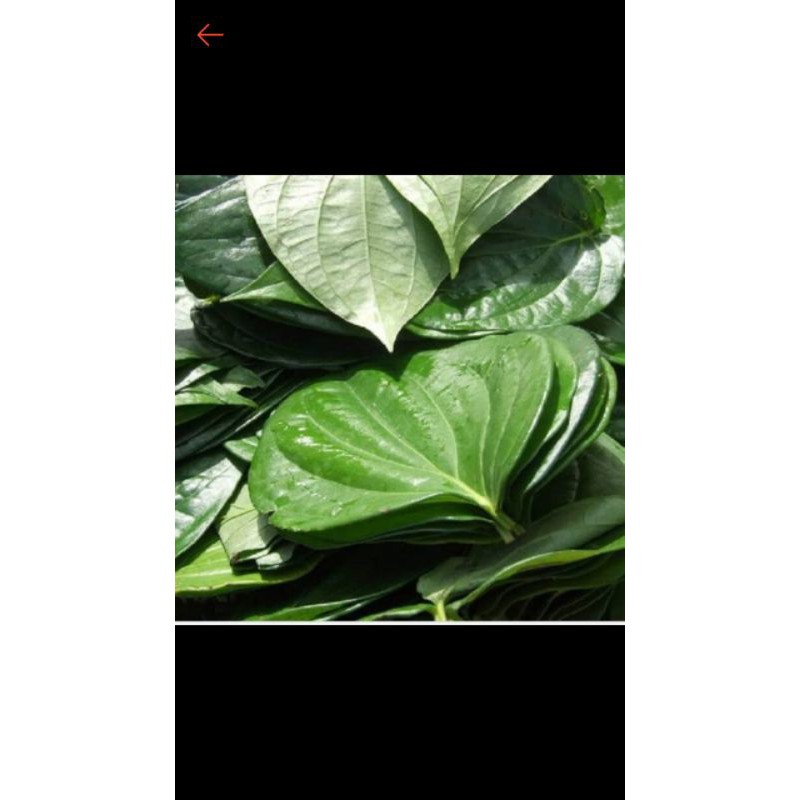 Daun sirih segar 1 kg