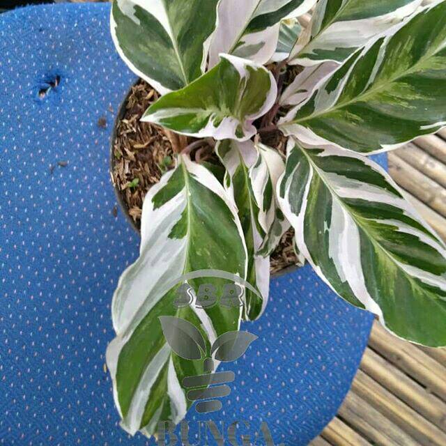  Calathea  tissue  Shopee Indonesia