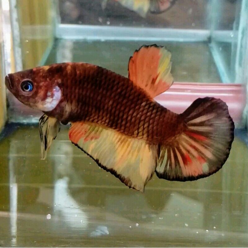 

ikan cupang black nemo size big sesuai foto real pict