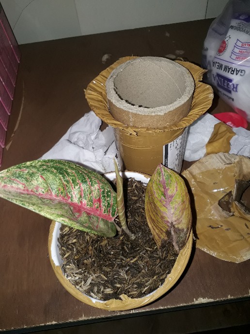 Bibit Aglonema Legacy Mangkok 2-3 Daun