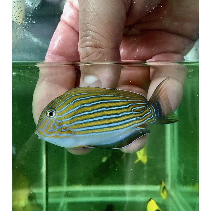 ikan hias laut botana kasur / clowntang