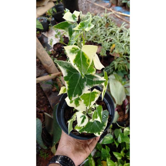 Tanaman hias evy varigata - tanam gantung