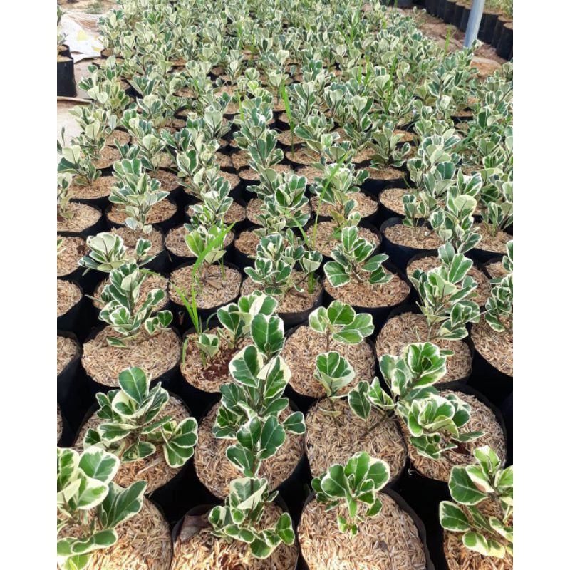 Tanaman Ficus Triangularis Varigata