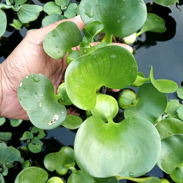 Tanaman hias air kolam ikan enceng gondok Shopee Indonesia Tanaman hias air kolam ikan enceng gondok Shopee Indonesia