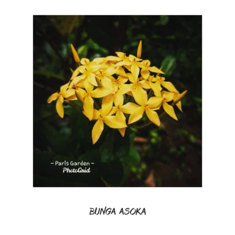 TANAMAN BUNGA ASOKA KUNING - BIBIT BUNGA ASOKA KUNING SOKA KUNING