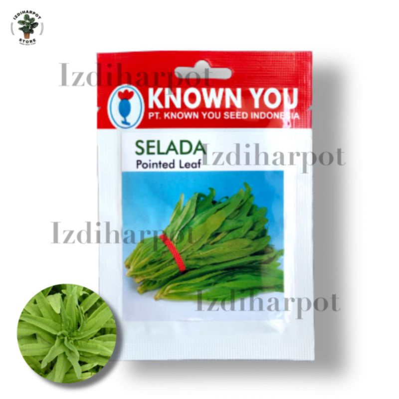 benih bibit SELADA WANGI SIOMAK known you seed - KYS POINTED LEAF