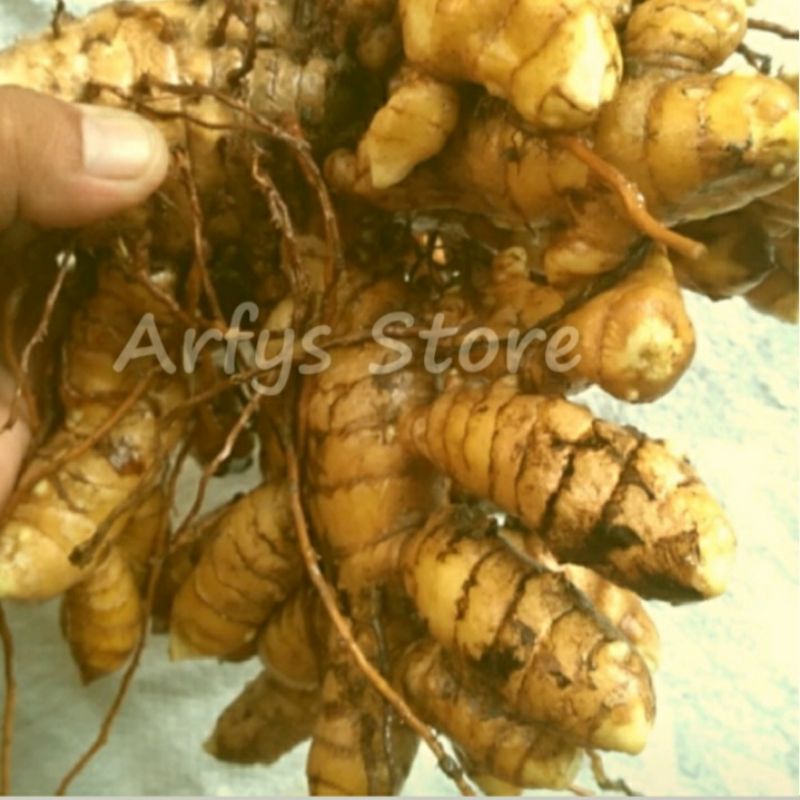 

Kunyit Putih / Temu Mangga 1 kg segar 100% Organik