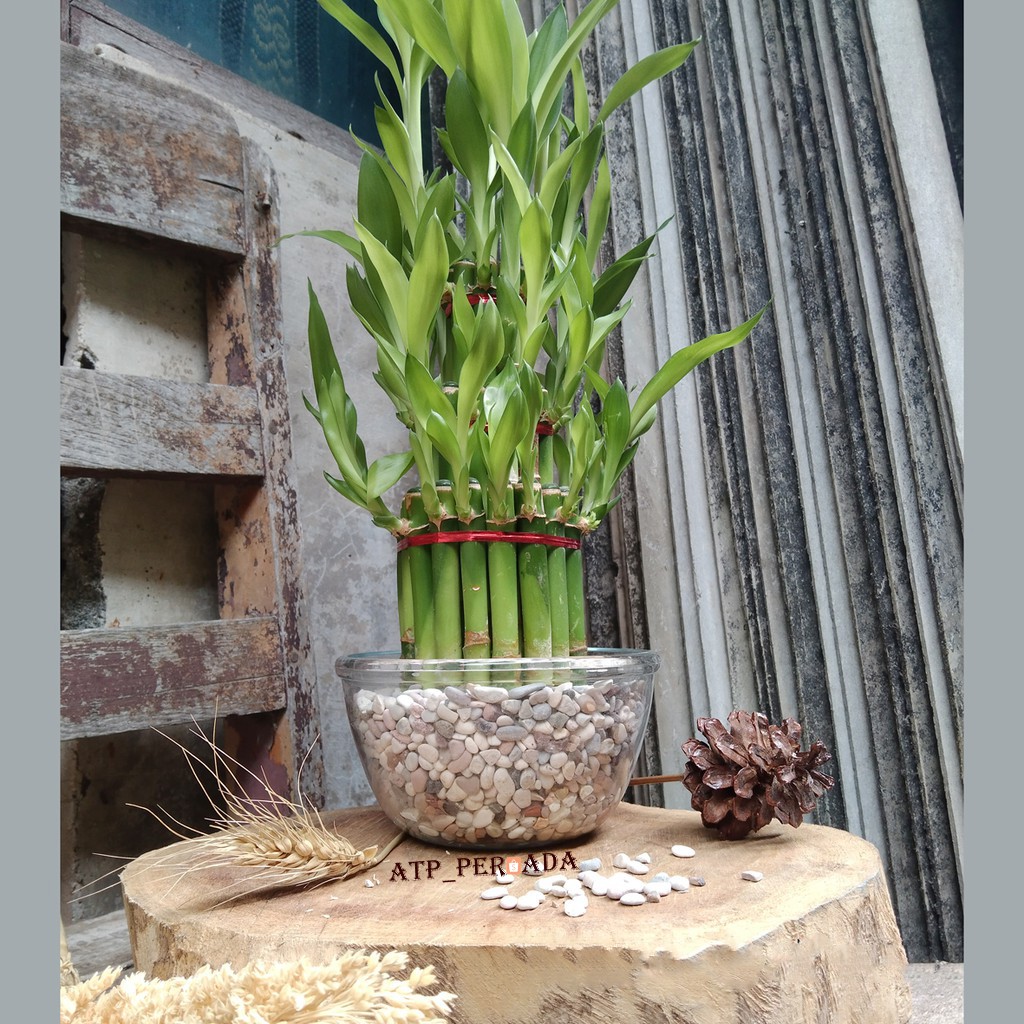 Bambu Cina Tanaman Hias Keberuntungan Rezeki Hoki Hoky Lucky Bambo Dekorasi Bambu Mini Susun Mangkok