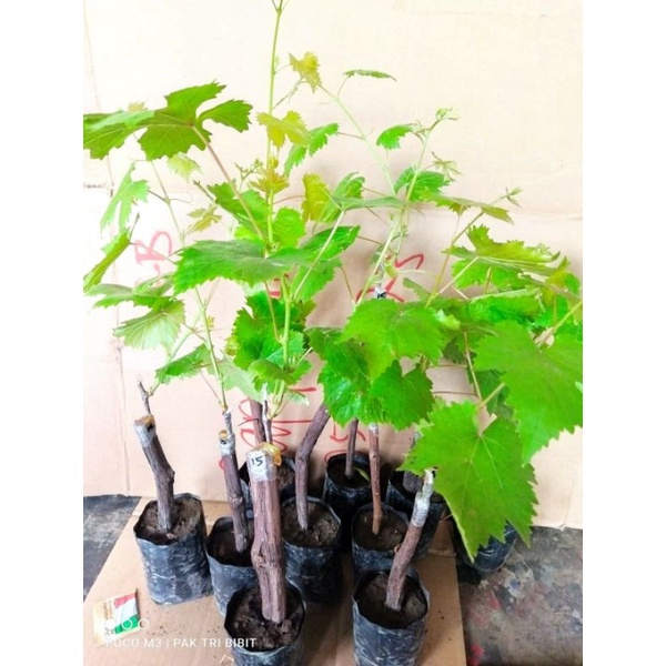 Bibit anggur import berkualitas baik hasil grafting