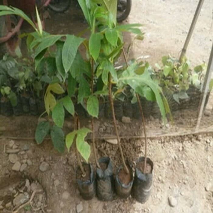 Bibit Tanaman Buah Sukun Unggul - Bibit Buah