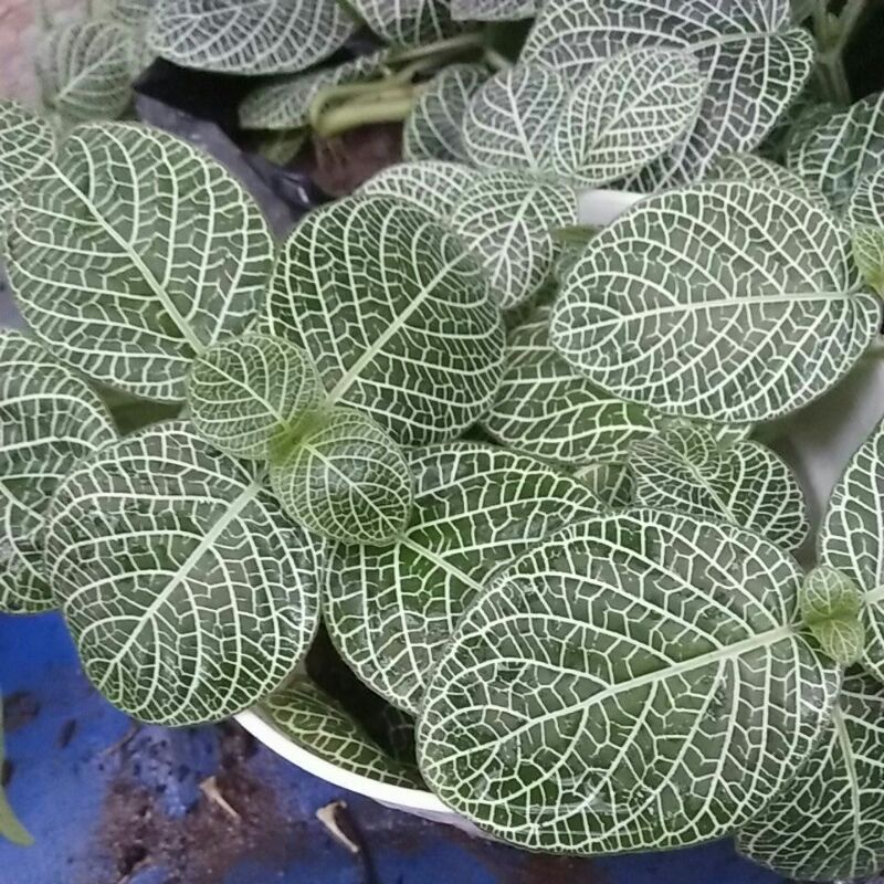 pitonia / fittonia hijau