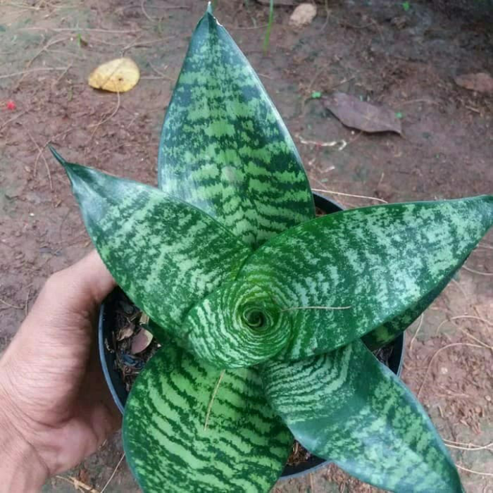 tanaman sansivera hijau - sansivera mini - sansivera hijau mini