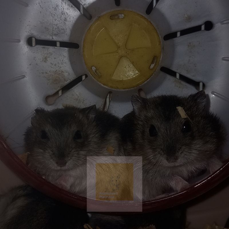 winter white tiger hamster dewasa