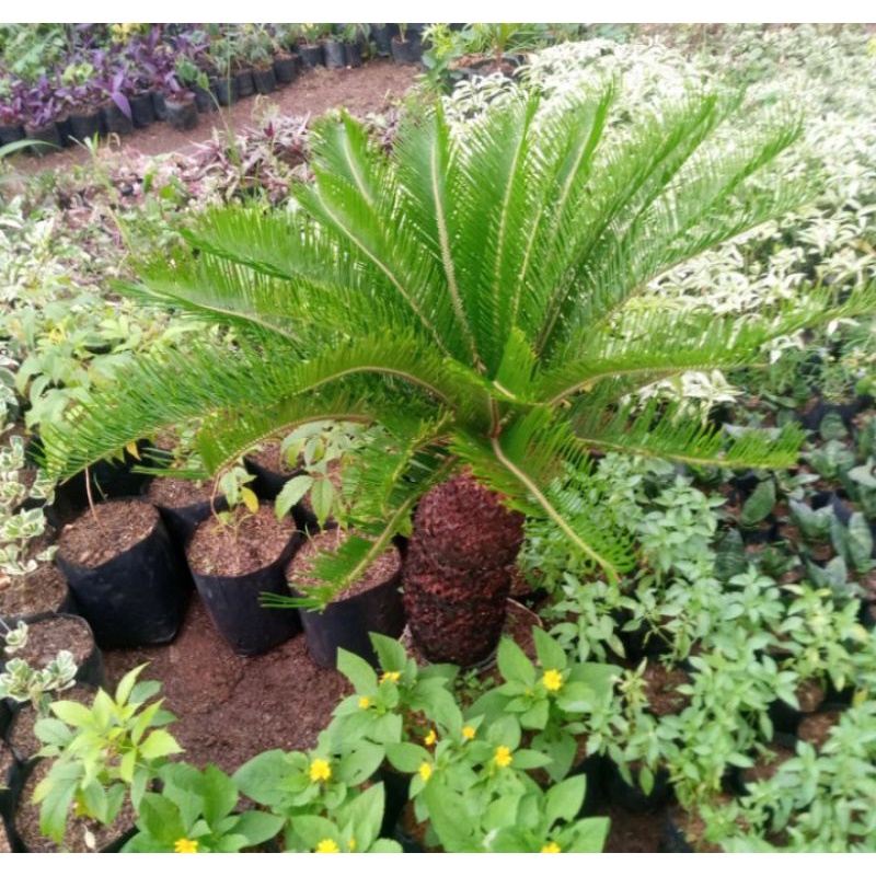 tanaman hias palm sikas size jumbo / palem sikas / pohon bonsai palem sikas / tanaman hias cycas / m