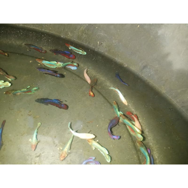 

IKAN CUPANG BIGEAR BETINA PAKET HEMAT PER 5 EKOR