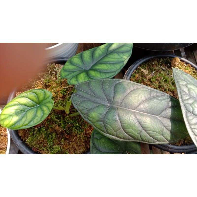 alocasia dragon scale