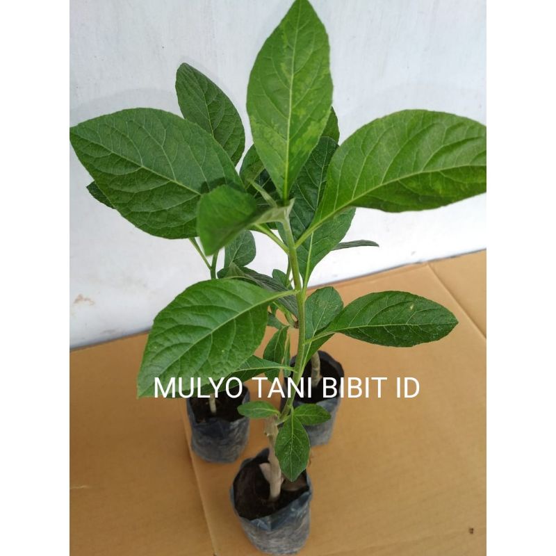 Bibit tanaman pohon jati emas super