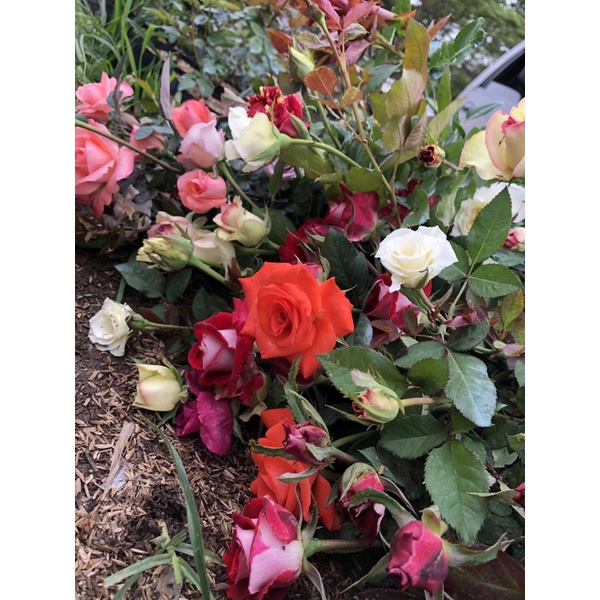 PAKET 5 POHON MAWAR IMPORT