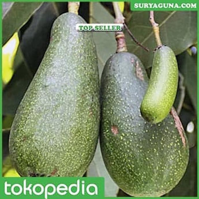 Alpukat Aligator Tabulampot Bibit Bisa Beli Disini Murah Len