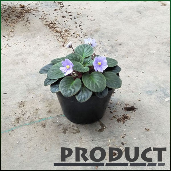 Tanaman Hias Violces Bunga Ungu Semu Biru African Violets Blue Dragon Shopee Indonesia