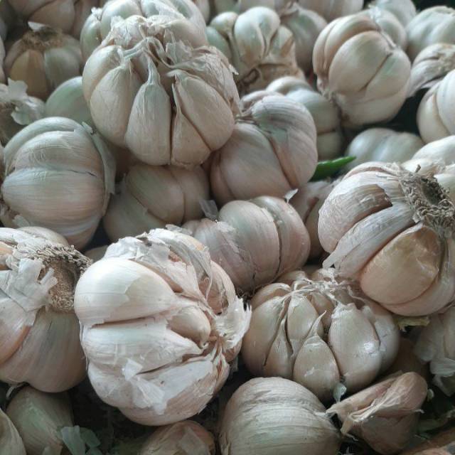 

Bawang putih/bawang kating