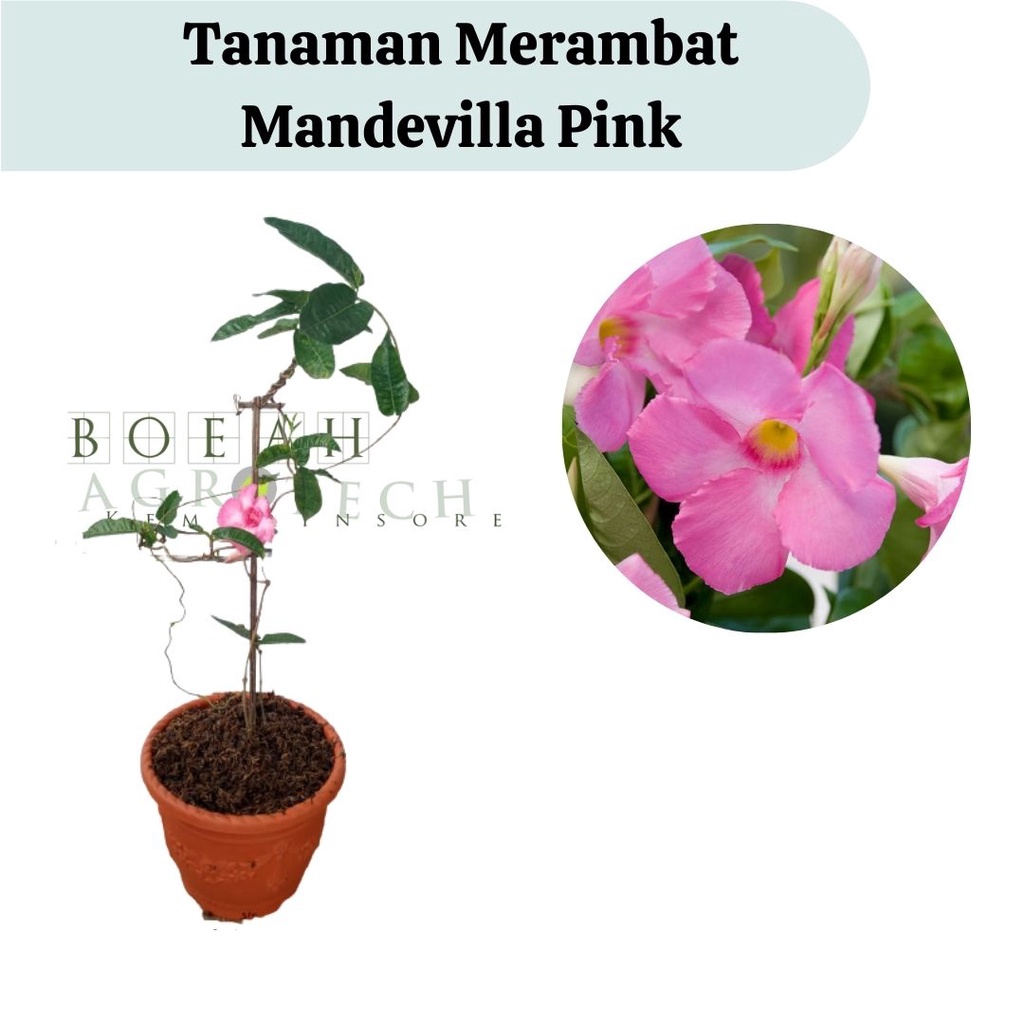 Tanaman Hias Impor Mandevilla Pink