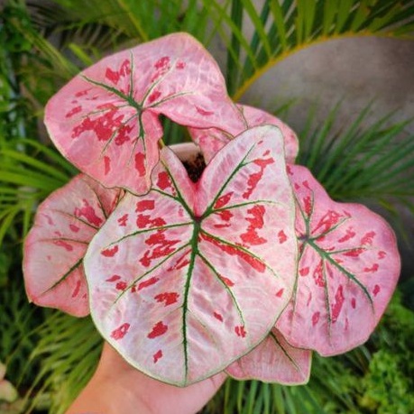 caladium pink guava /caladium guava