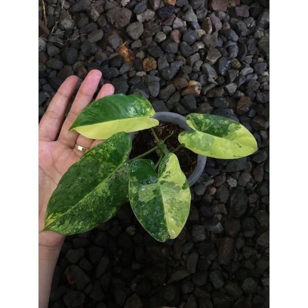 Philodendron Burlemarx Variegated / Burlemarx Varigata / Tanaman Hias