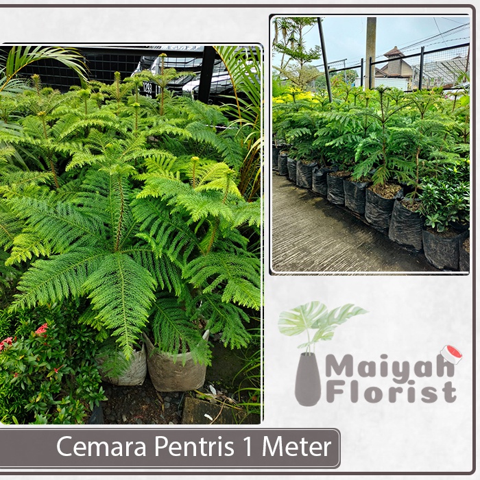 Cemara Pentris 1 Meter - Cemara Norfolk - Tanaman Hias - Pohon