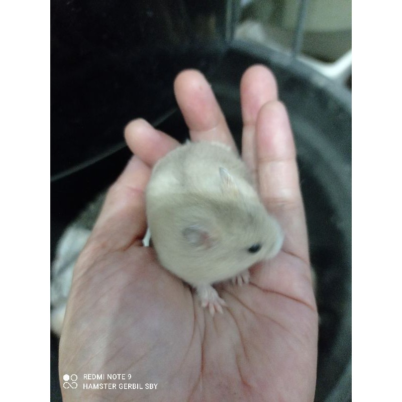 Hamster winter white jinak kalem via grab