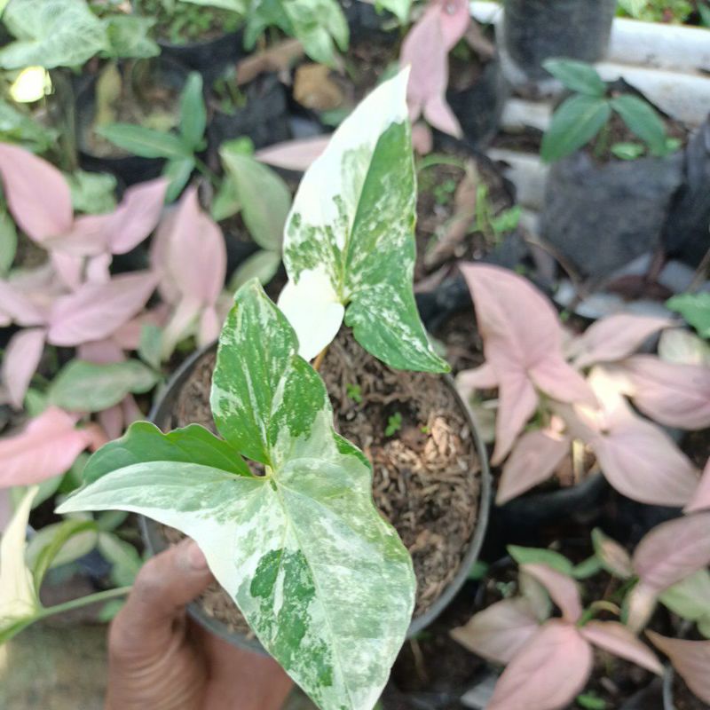 singonium variegata 2 daun