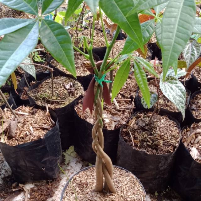 Tanaman Hias pachira aquatica(kepang 3)