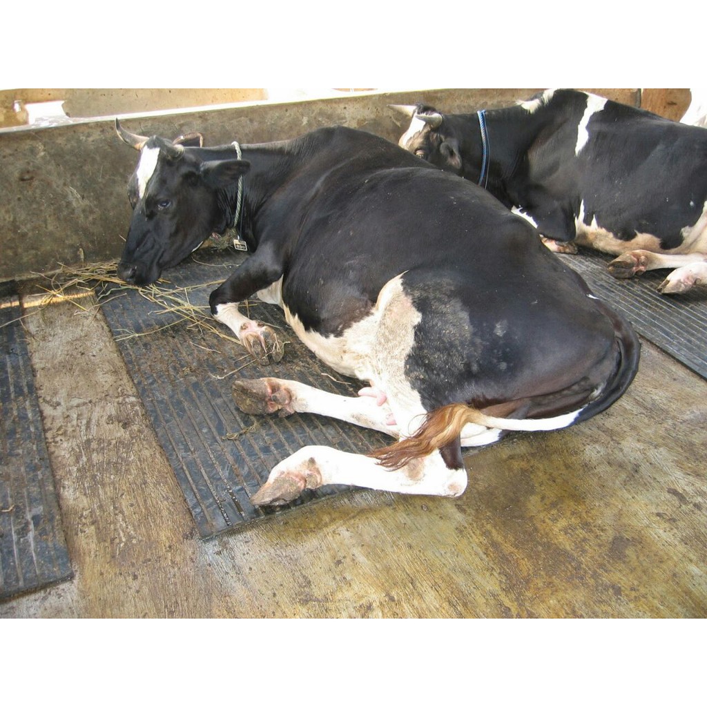 Syafatummy Karpet Karet Kandang Sapi / Karpet Sapi Benang Inlay / Karpet Sapi Tebal Fitama Carpet