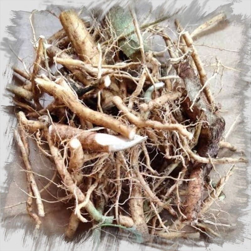 

akar sidaguri herbal