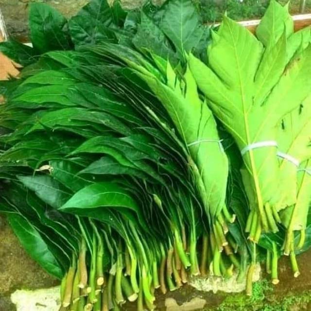 

Daun sukun segar