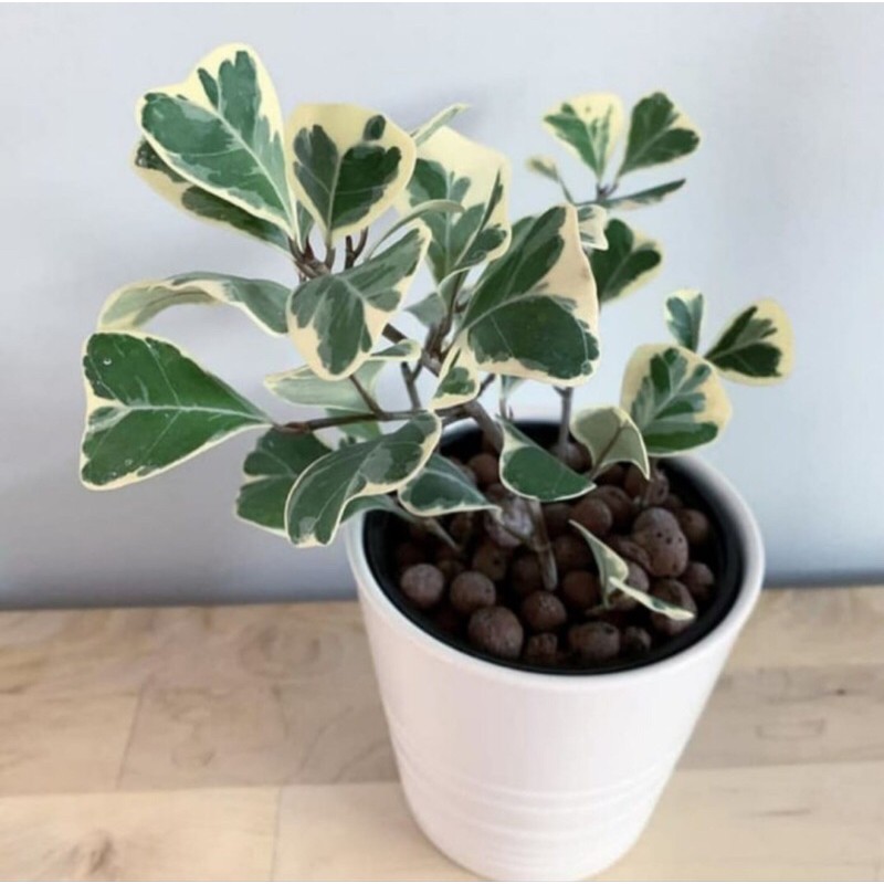 Tanaman hias Ficus triangularis