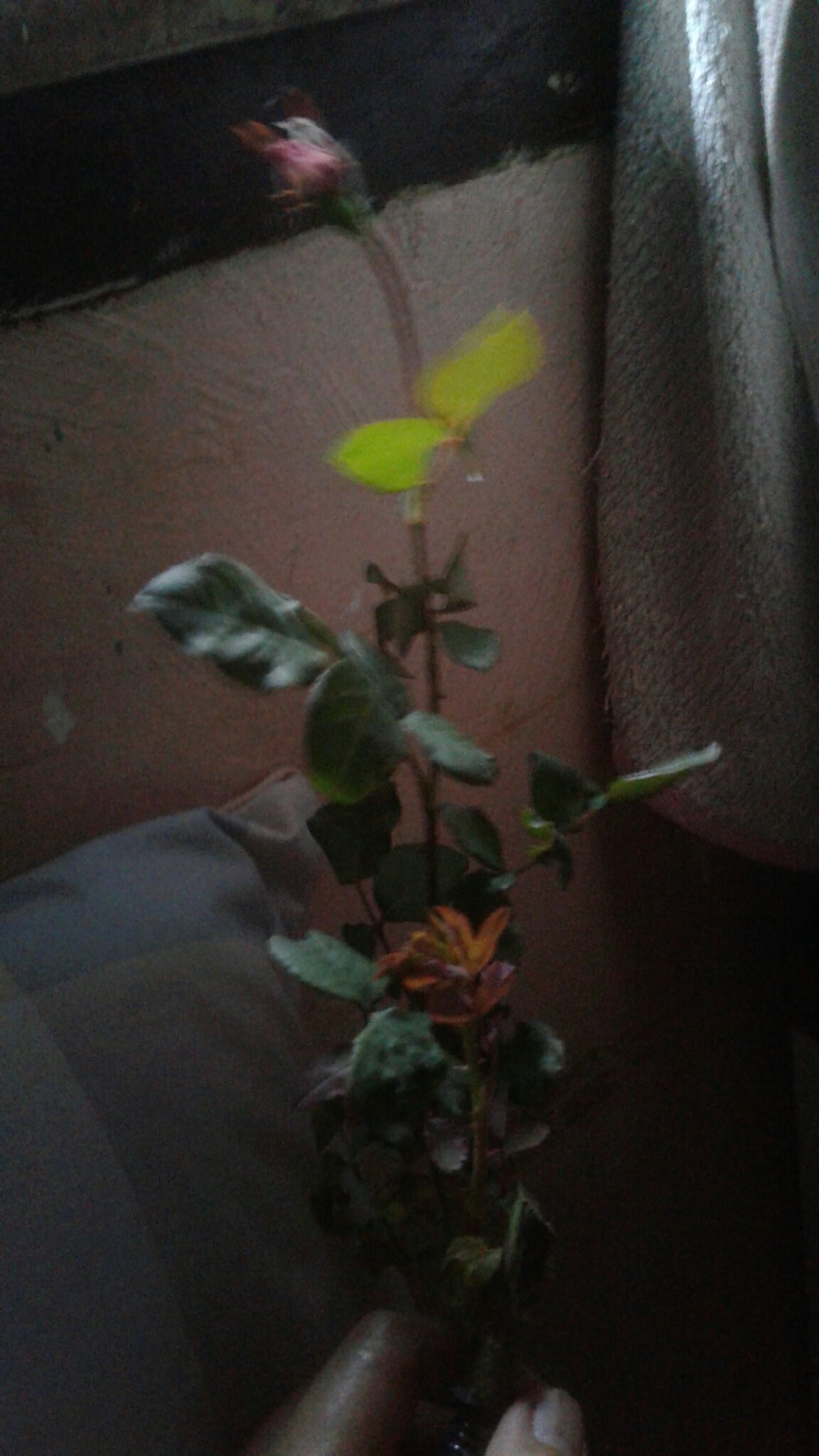 Tanaman Bunga Mawar Sunkist 200g