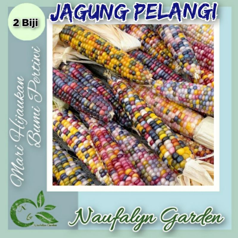 2 Benih Jagung Pelangi Warna Warni Benih Biji Bibit Buah Unggul Berkualitas