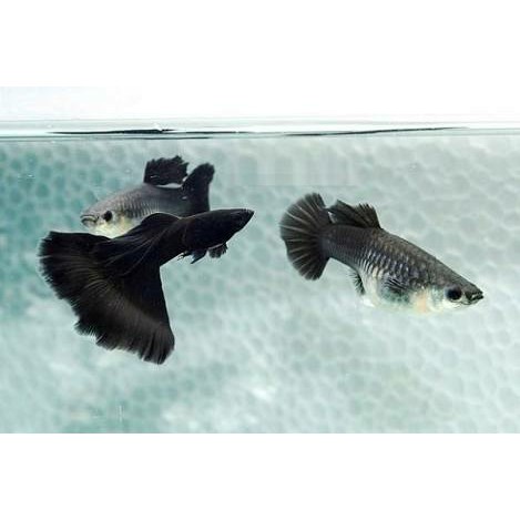 Ikan Guppy Black Moscow 1 jantan 2 betina