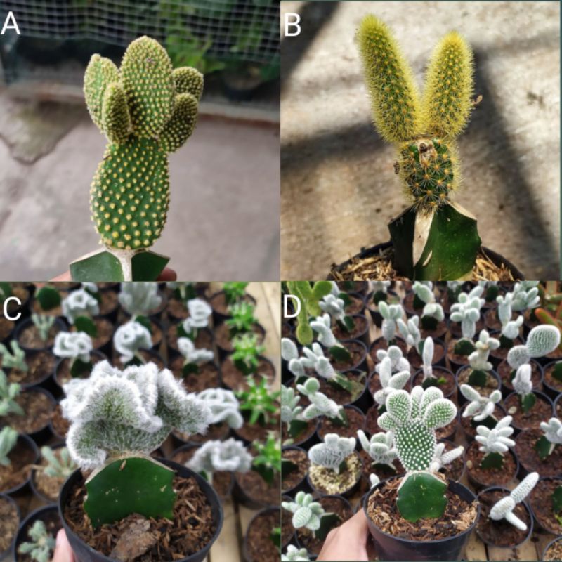 GRATIS POT Cactus Kaktus Mini & Sukulen Sekulen Succulent (Ukuran Sedang-Besar)