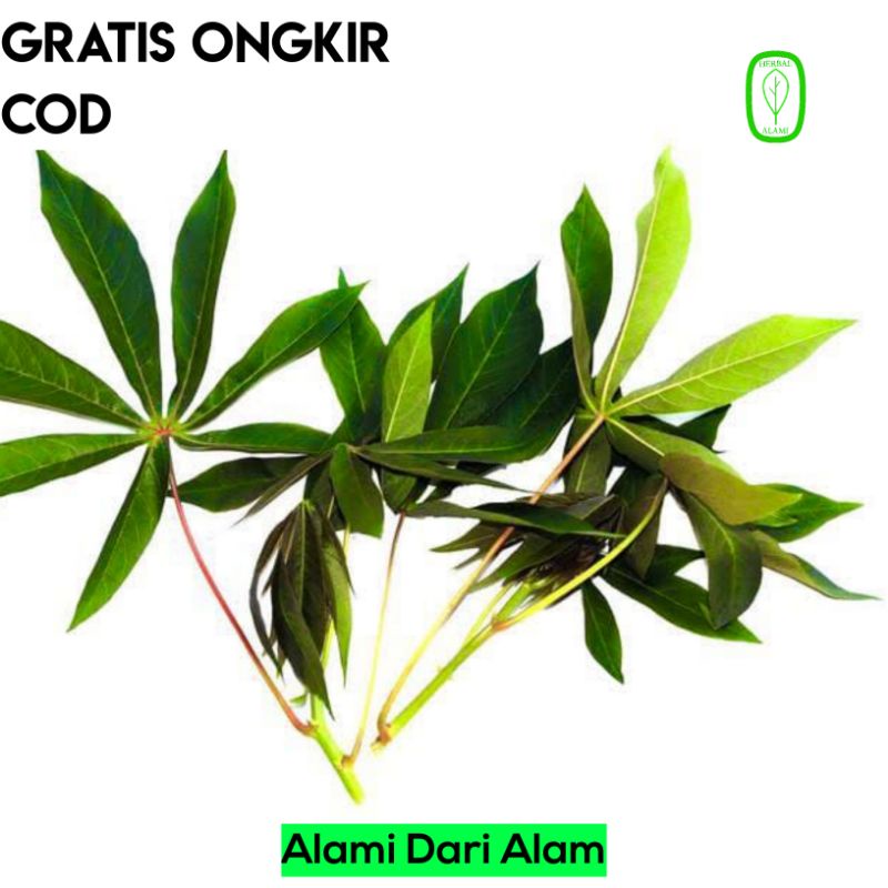 

Daun Herbal Alami Singkong Muda Segar Per ikat COD