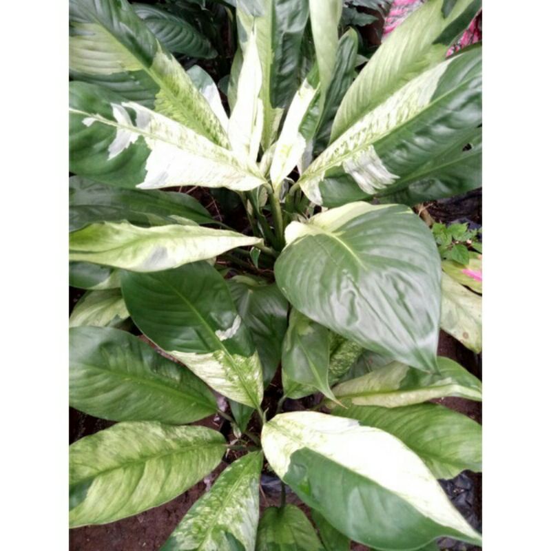 Peace Lily Variegata