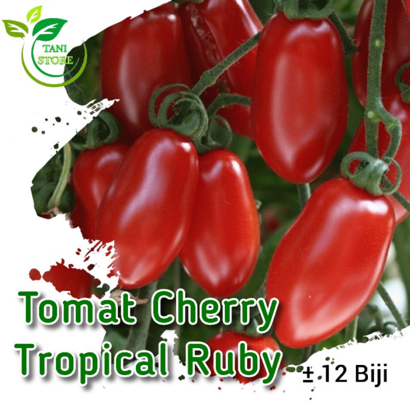 ±12 biji benih tomat cherry tropical ruby_bibit tomat cherry